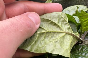 Fungus on my carolina reaper leaves?