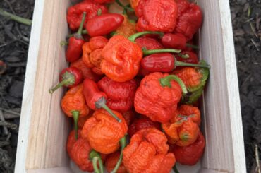 Small harvest of my first outdoor season!