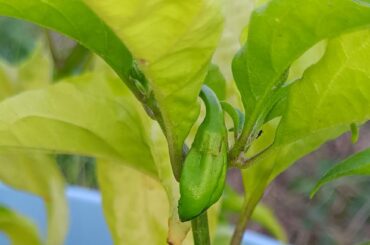 After 2 months of flowers going nowhere, I present to you--Ghost Peppa