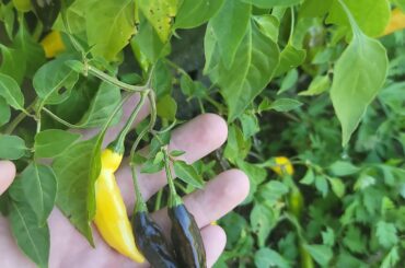 Lemon Drops turning purple??