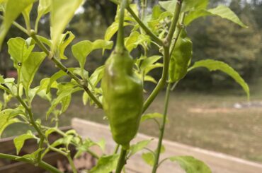 First time growing ghost peppers