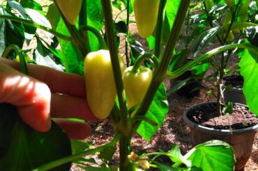 Help with id'ing? All my peppers this year seem to be something else. All jalapenos are banana looking crosses idk. But these came from salsa blend pack and either Anahiems, poblano, jalapeno, Hungarian wax, or cayenne. I'm assuming   their wax but like to get others take on it. Thank ya