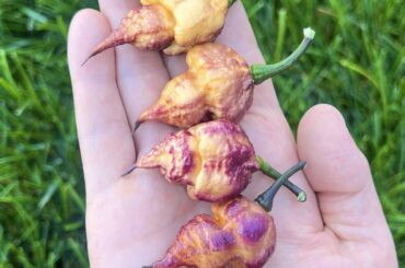 Pockmark Peach Harvest