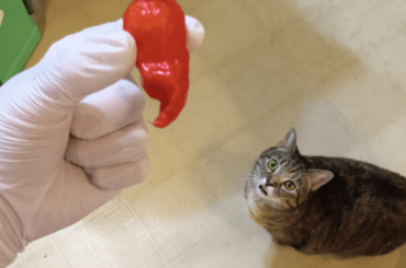 Finally got one! First time growing red ghost peppers