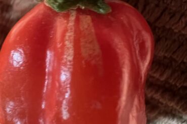 Stripes on habaneros