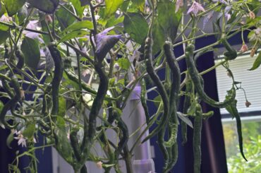 White Ghost Pepper update