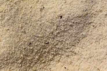 Dark spots in Masa flour