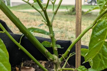 New to overwintering; where exactly should I snip my plant?