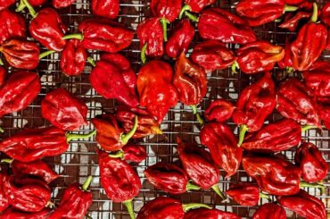 Pretty Tame Honestly