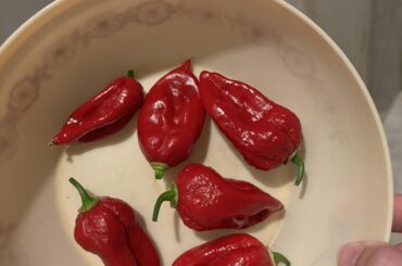 What type of pepper is this?