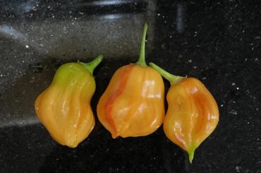 Anyone know what this is???