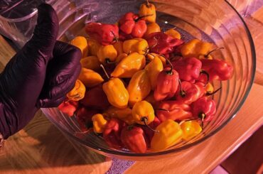 First time fermenting and making Habanero hot sauce