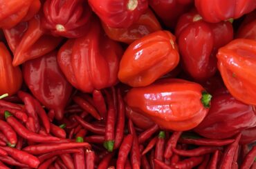 2nd batch of ripe habaneros and thai chili peppers