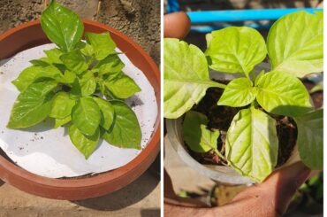 2 weeks after topping my habanero.