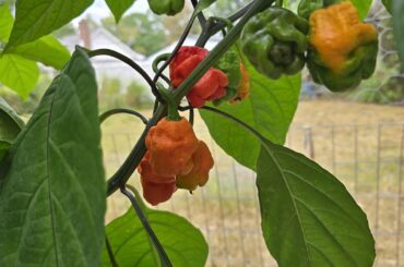 Pepper-X Ripening