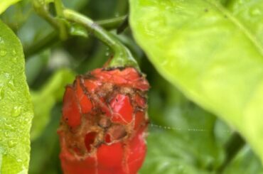 Hey Y’all - I got a couple of Ghost Peppers here who need help