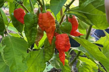 Are these peppers chocolate or regular ghost peppers?