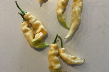 Please help ID this pepper