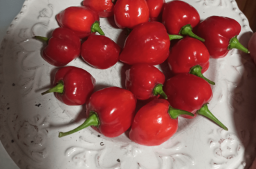First habanero harvest ever! (And a couple of questions)
