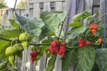 Few Beast and AB autopsy picked today