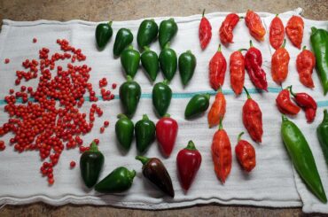 Good end of season harvest.