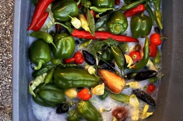 Spam me with any recipes please?!