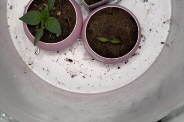 Update on bucket grow!