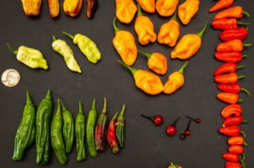 todays harvest, guess the peppers, level medium
