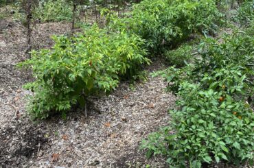 My pepper patch is almost out of time