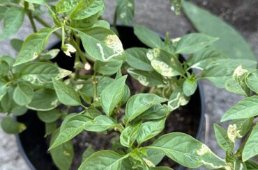 What’s wrong with leaves ?