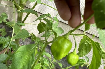 Habanero or Bell Pepper?