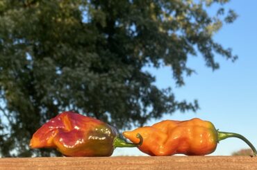 Bih x srp from WHP,  I think this is my new favorite pepper.