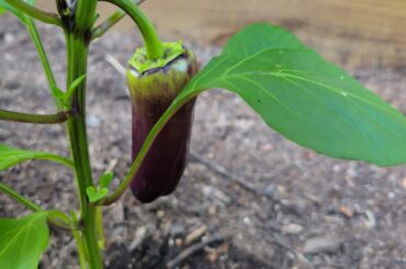 What is this scary pepper?