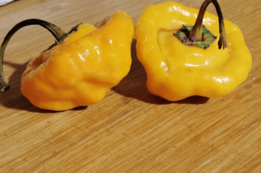 Never seen these...ID help