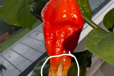 White marking on Bhut Jolokia?