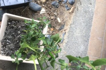 Is this doomed, mother watered every day without me knowing, tried removing soil but bark at the base came off with it.