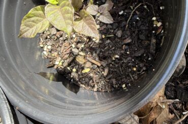 Should these peppers be separated?