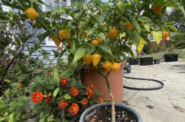 A little pepper tree