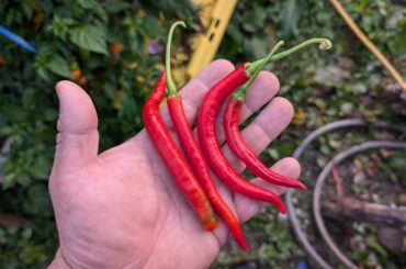 Finally getting ripe peppers