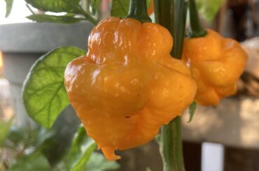 Yellow Jamaican Scotch Bonnet - with a hook?