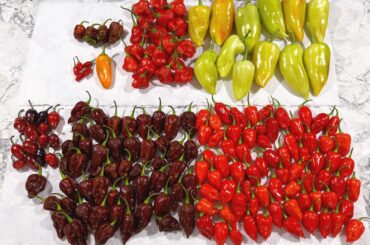 This week’s harvest!