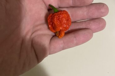 My first reaper of the year.