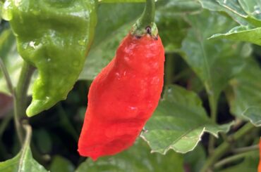 Is it late in the year for my peppers to have flowers? It’s my first time growing peppers too!