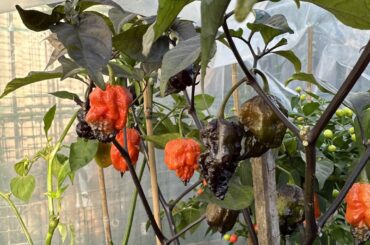 Black to Green to Red with a dark tail. Any suggestion of what this might be?