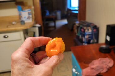 Finally one of my Habs turned orange !!! And the plant is LOADED with green peppers.