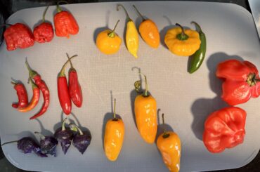 Help identify these peppers!