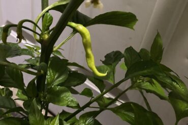 A Young White Coyote.