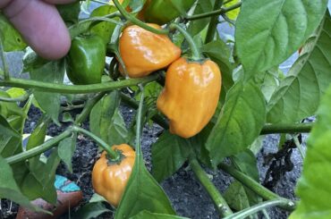 I have a happy habanero plant! Proud of my first successful grow!