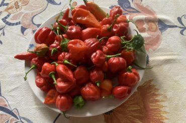 I gave them all away