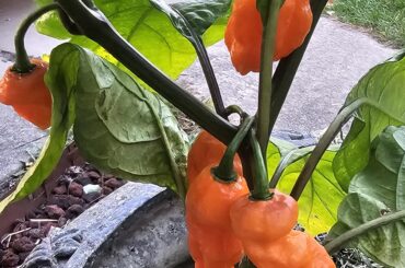 Thoughts on what this is....BIrhgt orange and sas little spikes on them and the one (bottom right most) seems to be turning slightly purple at the top